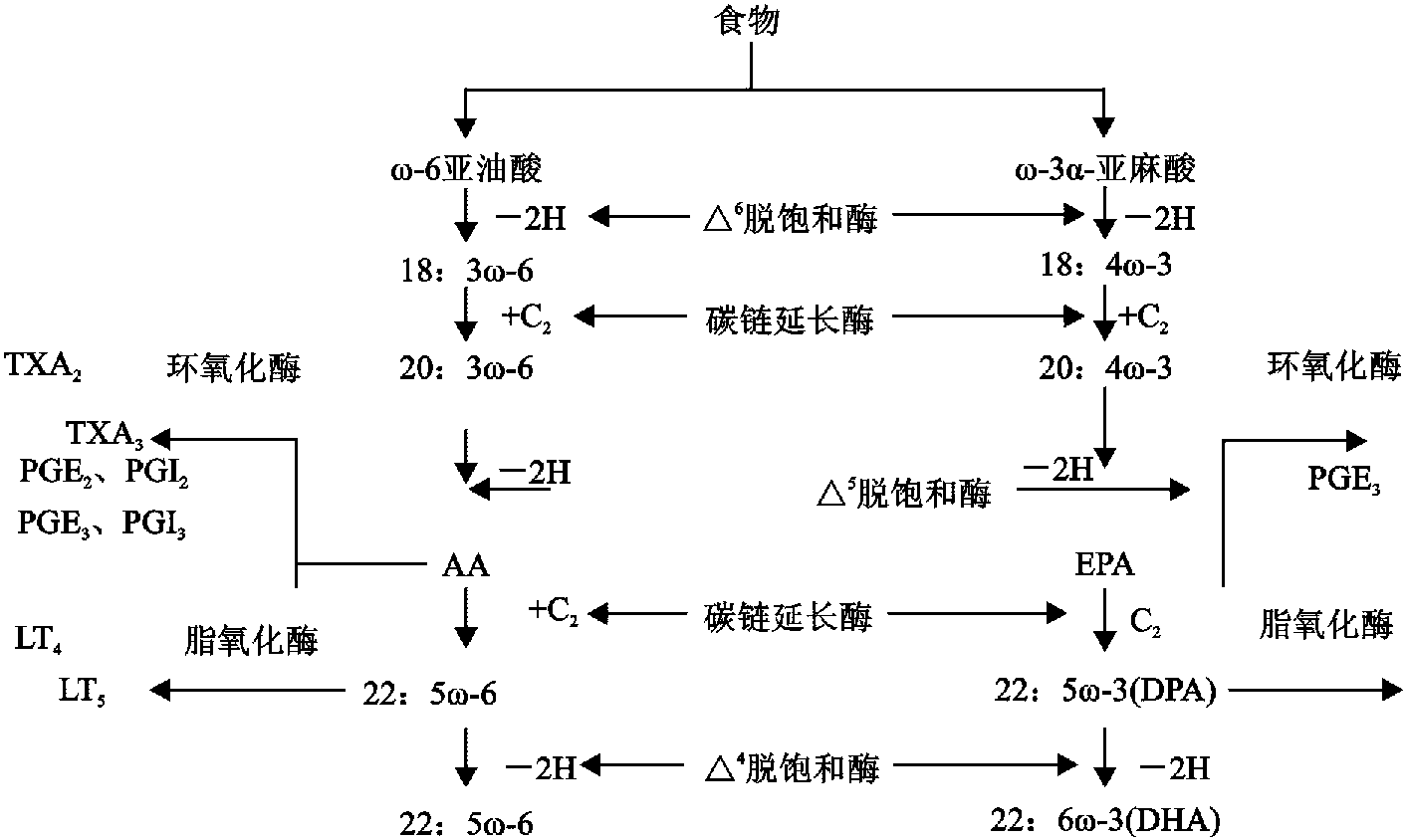 紫蘇油脂肪酸的生理活性